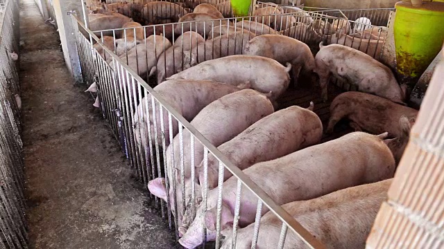 肉类农场的猪肉视频下载
