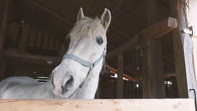 在牧场农场的木头马厩里的白马视频素材