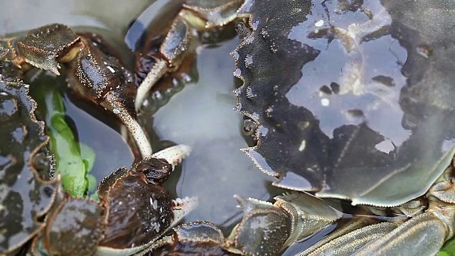 中国的螃蟹视频下载