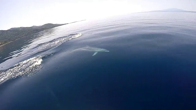 地中海的海豚视频素材