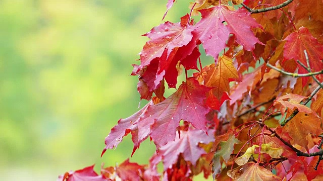 秋天的红色枫叶与模糊的绿色树叶在背景视频下载
