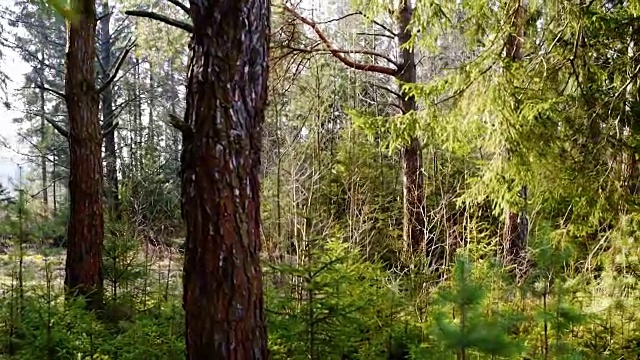 常绿森林中的小径视频素材
