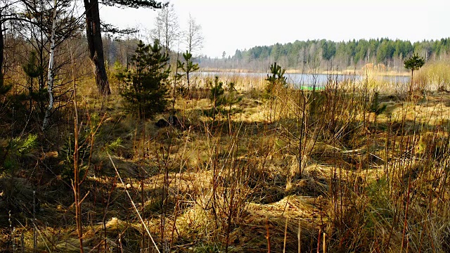 森林附近的泥泞河岸视频素材