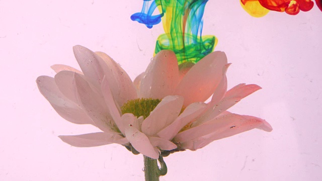 用白色雏菊的色彩来抽象自然概念视频素材