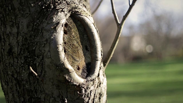 近距离观察一棵老的被锯掉的树桩树枝在死苹果树上视频下载
