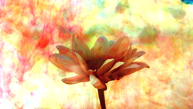 雏菊绽放着美丽的花瓣。色彩斑斓的墨慢慢地落在花朵上，成为程式化的背景视频素材