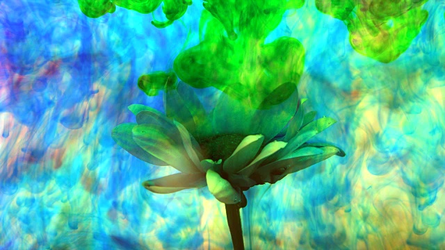 墨色背景中的花朵视频素材