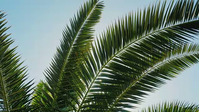 太阳在热带。棕榈树的叶子可以在微风中听到，阳光照耀视频素材