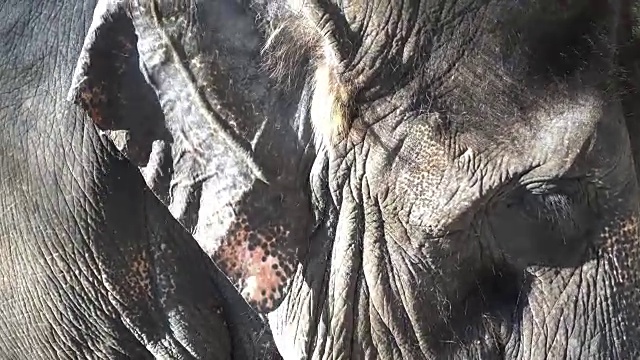 泰国大象的脸关闭视频视频素材