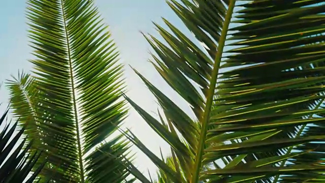 热带的太阳。阳光穿过棕榈树的叶子。镜头光晕效果视频素材