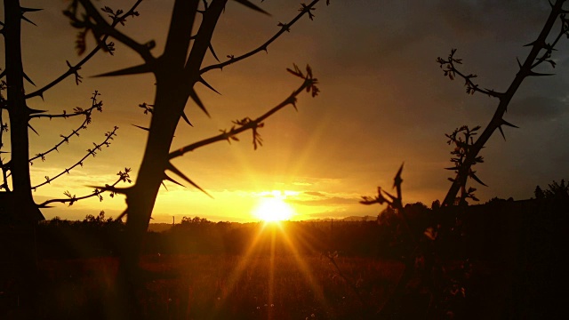 神奇的日落穿过乡村的荆棘树枝视频下载