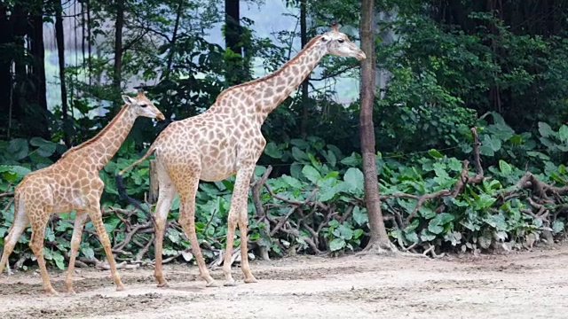 大大小小的长颈鹿都扭着尾巴视频素材