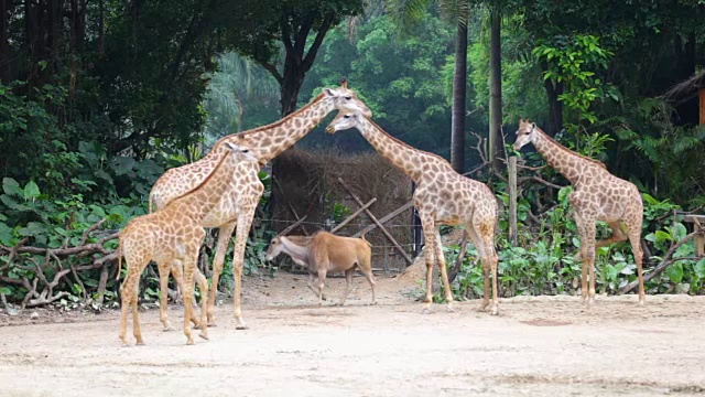 狩猎中的长颈鹿和羚羊家族视频素材