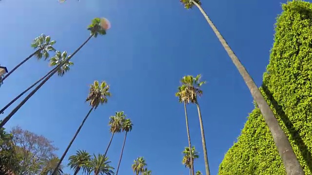 比弗利山的棕榈树视频下载