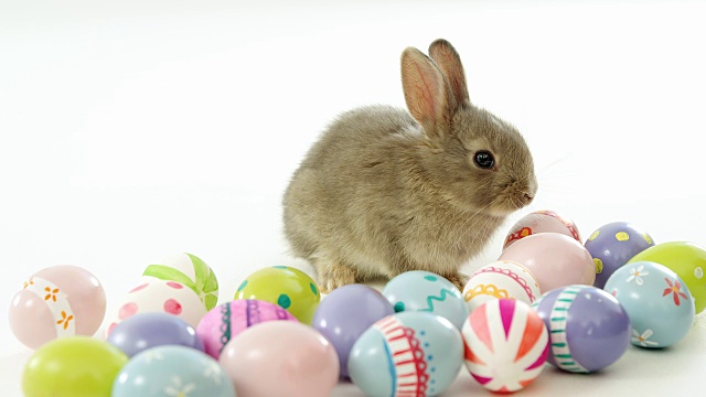 复活节彩蛋和复活节兔子视频下载