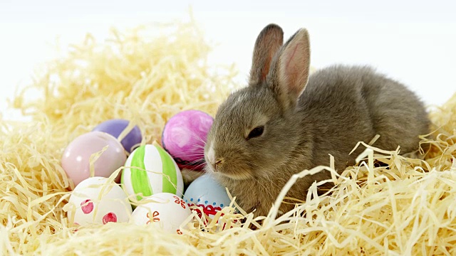 复活节彩蛋，还有窝里的复活节兔子视频素材