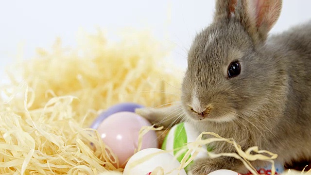 复活节彩蛋，还有窝里的复活节兔子视频下载