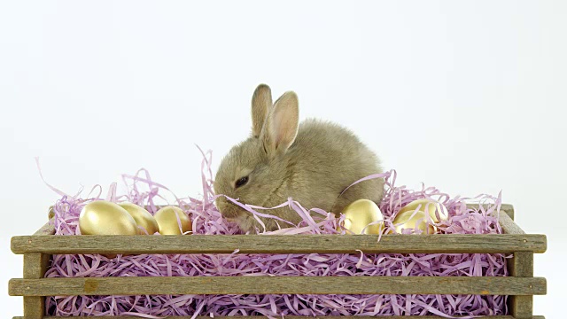 金色的复活节彩蛋，里面装着复活节兔子视频素材