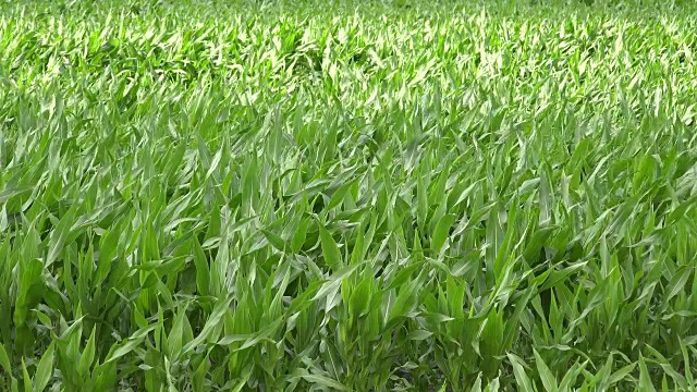 农村拖拉机在夏季给玉米田施肥。FullHD视频下载
