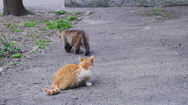 街上的两只流浪猫视频素材