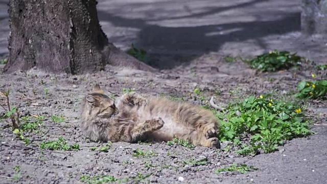 无家可归的猫躺在公园的地上，在阳光下晒太阳。慢动作视频素材