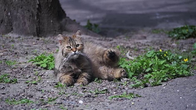 无家可归的怀孕猫躺在公园的地上，正在晒太阳。慢动作视频素材