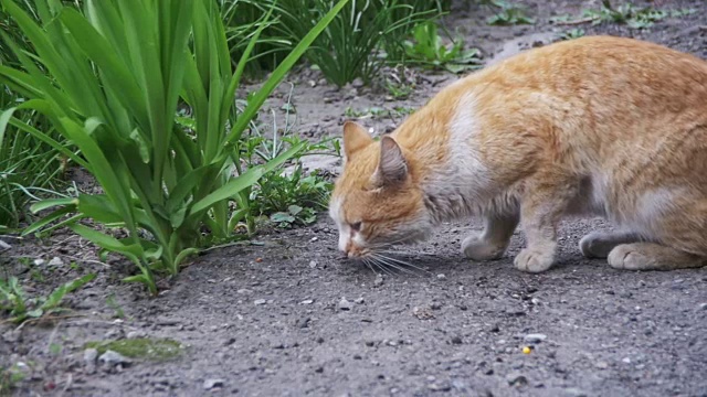 两只红灰流浪猫在公园的街道上。慢动作视频素材