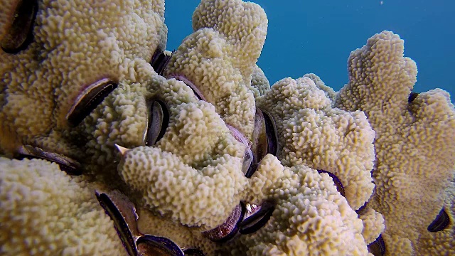 五彩缤纷的珊瑚蛤视频素材