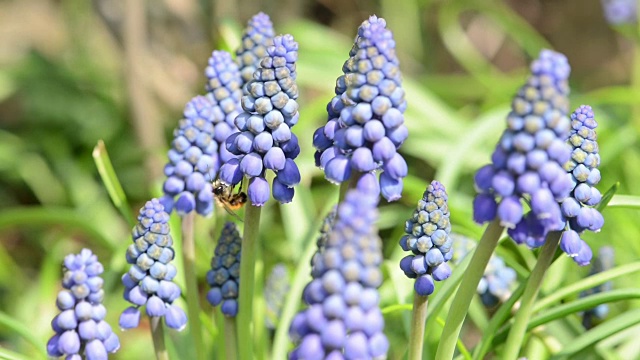 野蜂(osmia bicornis)在蓝色的风信子花在春天开花视频素材