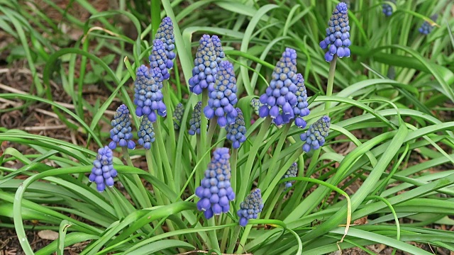 蓝色的风信子花头在春天开花。视频素材