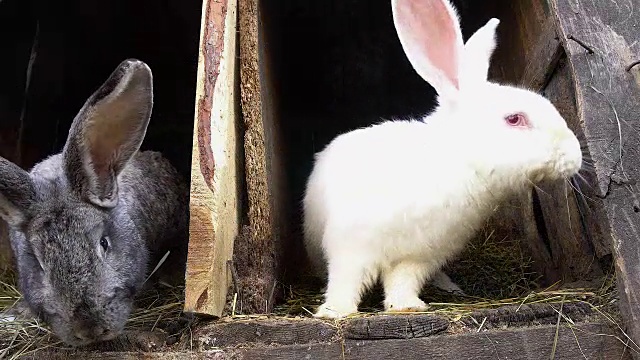 两只兔子坐在笼子里。视频下载