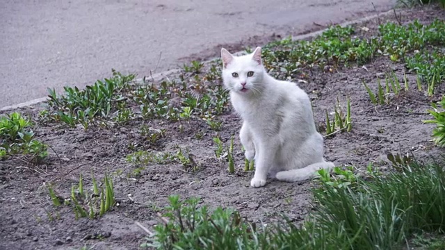 流浪的白猫在城市公园的地上。慢动作视频素材