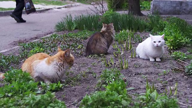 公园里街道上三只无家可归的猫视频素材