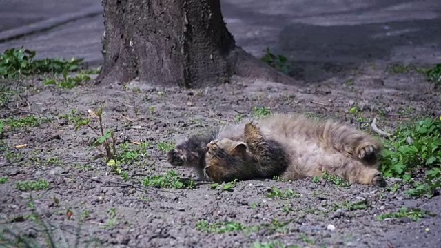 怀孕的流浪猫躺在公园的地上晒太阳。慢动作视频素材
