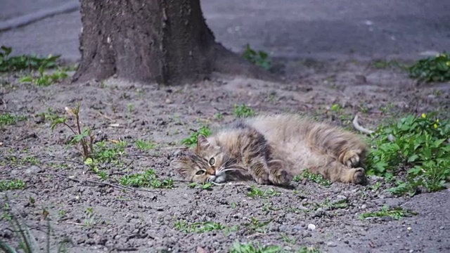 野猫躺在公园的地上晒太阳。慢动作视频素材