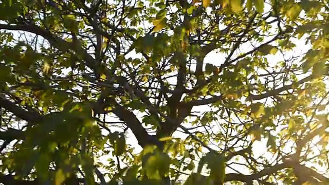 透过树木和树叶看太阳视频素材
