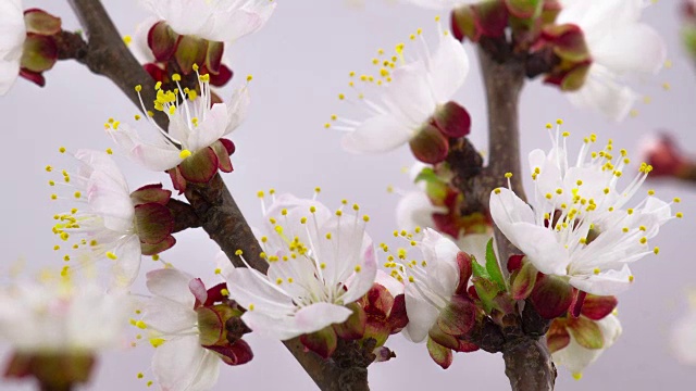 白色樱花盛开。视频素材