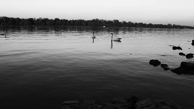 多瑙河上的天鹅在黑白录像视频素材