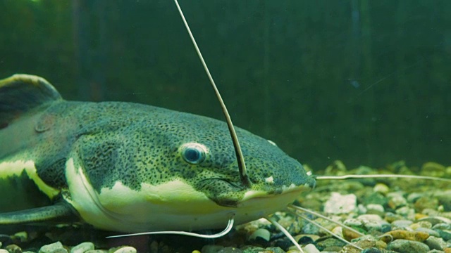 非洲sharptooth鲶鱼。水族馆鱼类视频下载
