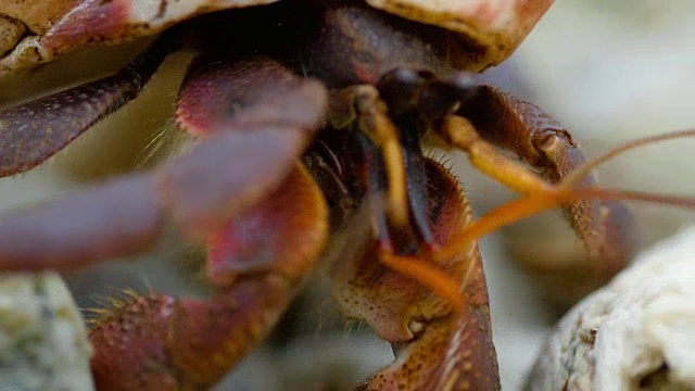 在海滩上爬行的寄居蟹视频下载