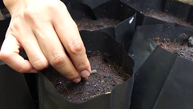 种植咖啡的种子视频素材