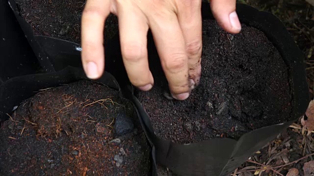 种植咖啡的种子视频素材