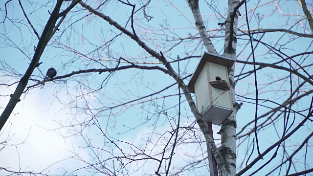 春天的概念，家庭的家园和关系。椋鸟在鸟舍旁边。鸟儿组建家庭视频下载