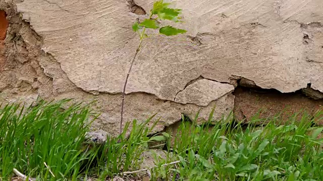 年轻的树和草生长在古老的石墙前视频下载