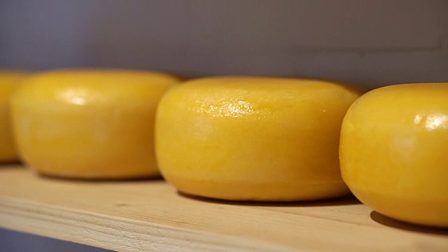 荷兰奶酪轮盘排成一行展示。阿姆斯特丹著名的日记本视频下载