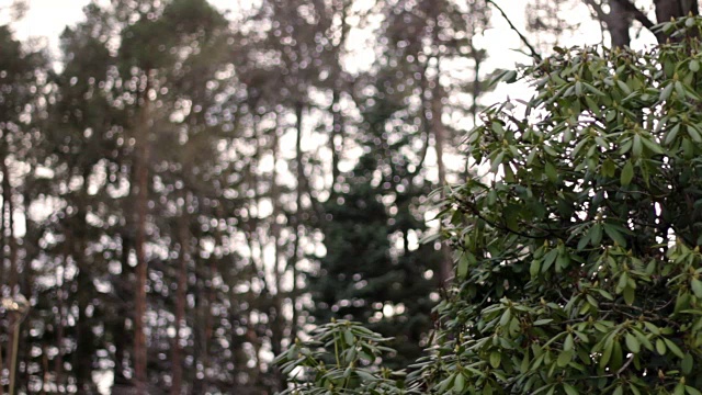 杜鹃花丛倚着一片阳光明媚的松林视频素材