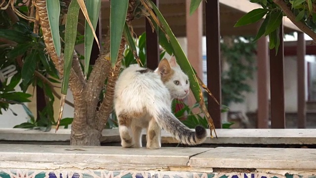 猫在户外慢镜头散步视频下载