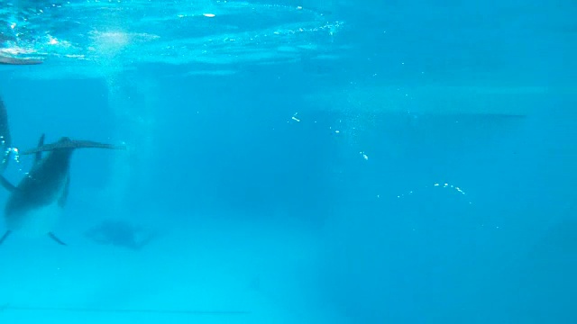 水下视频操作员拍摄海豚做一个把戏视频下载