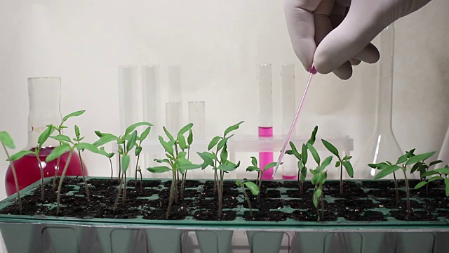 在实验室里与植物一起工作。实验室为番茄幼苗施肥的营养液。视频下载