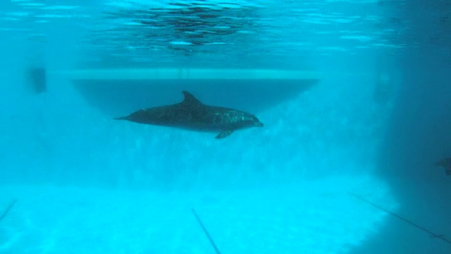 水下拍摄。海豚在游泳池里慢慢地游泳视频下载